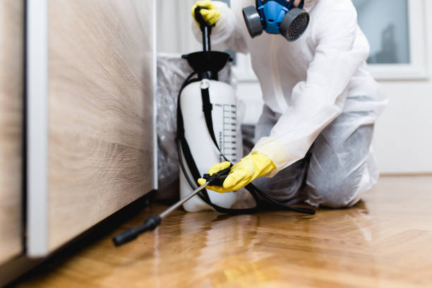 Best Affordable Pest Control Services  in Apache Junction, AZ