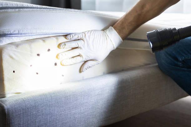 Best Pest Prevention Services  in Apache Junction, AZ