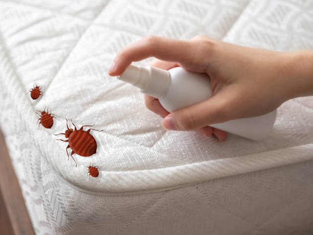 Best Local Pest Control Services  in Apache Junction, AZ