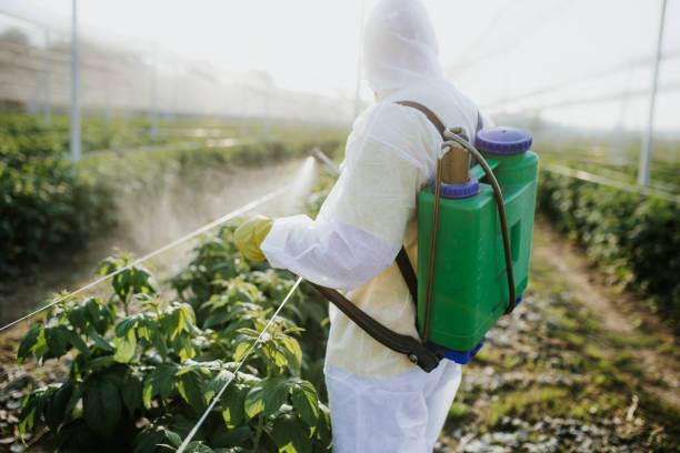 Reliable Apache Junction, AZ Pest Control Solutions